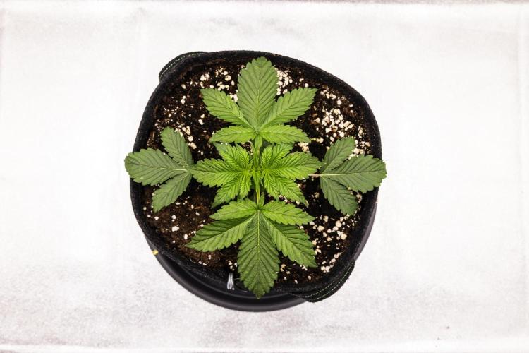 Tropicana Cookies Purple - Farm #21. Week 1 - Tropicana Cookies - Day 7.