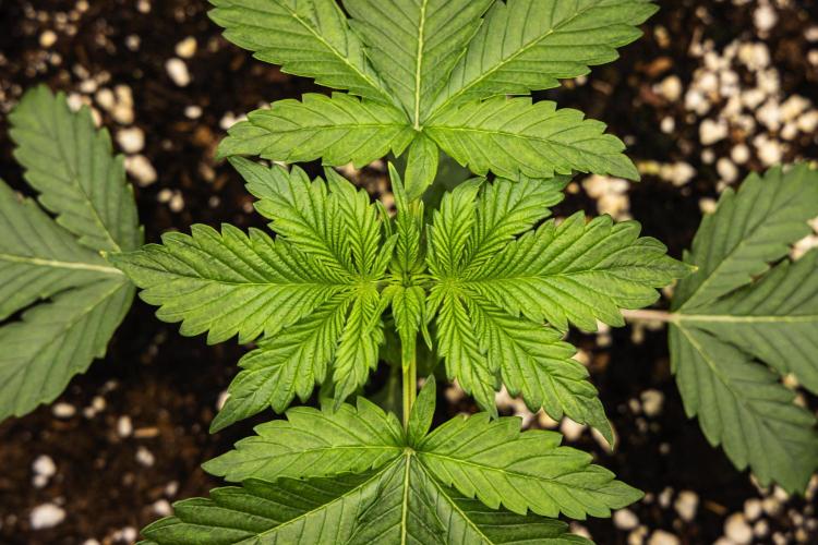 Tropicana Cookies Purple - Farm #21. Week 1 - Tropicana Cookies - Day 7.