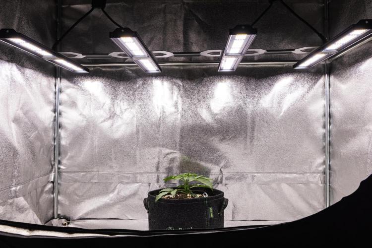 Tropicana Cookies Purple - Farm #21. Week 1 - Tropicana Cookies - Day 7.