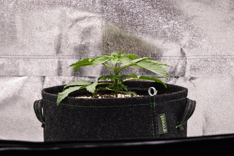 Tropicana Cookies Purple - Farm #21. Week 1 - Tropicana Cookies - Day 7.