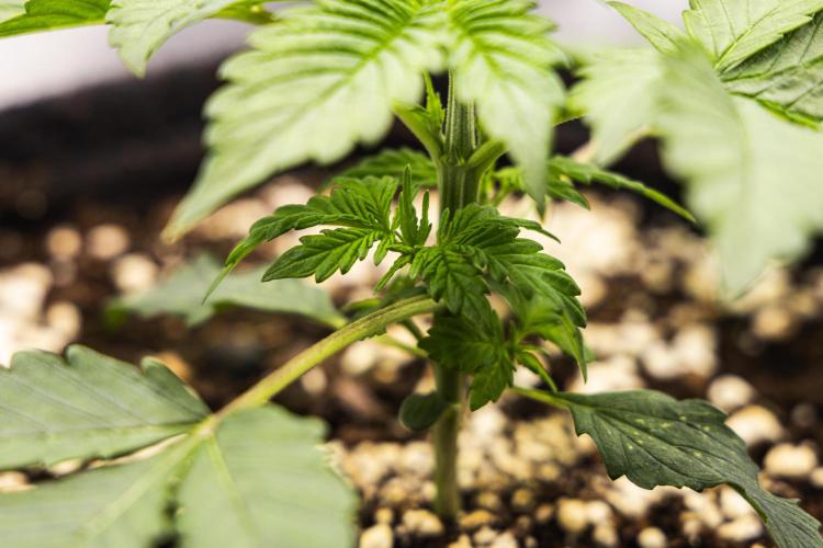 Tropicana Cookies Purple - Farm #21. Week 1 - Tropicana Cookies - Day 7.