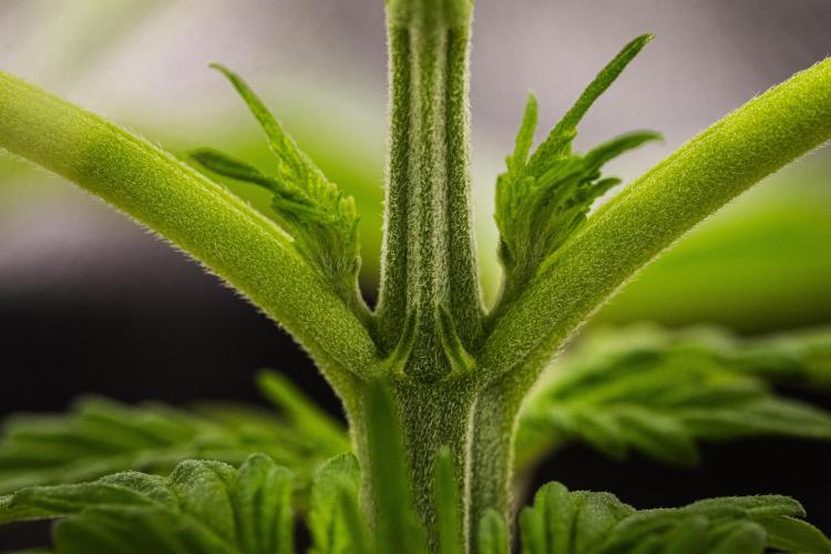 Tropicana Cookies Purple - Farm #21. Week 1 - Tropicana Cookies - Day 7.