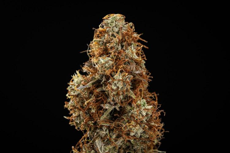 Atlas F1 - Farm #20. Week 9 - Atlas F1 - dry flower