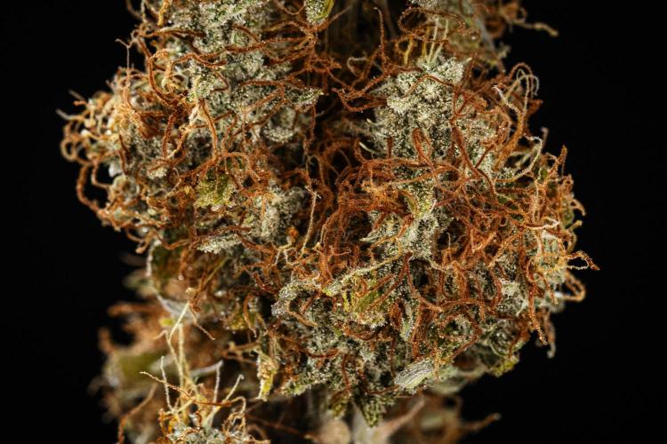 Atlas F1 - Farm #20. Week 9 - Atlas F1 - dry flower