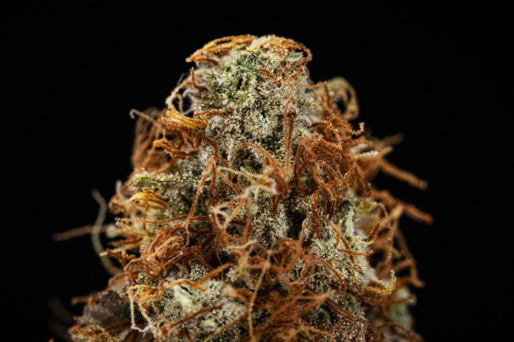 Atlas F1 - Farm #20. Week 9 - Atlas F1 - dry flower