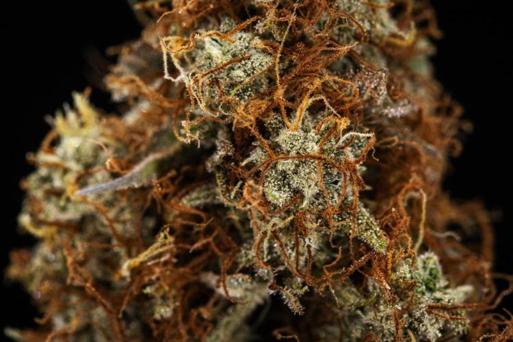 Atlas F1 - Farm #20. Week 9 - Atlas F1 - dry flower