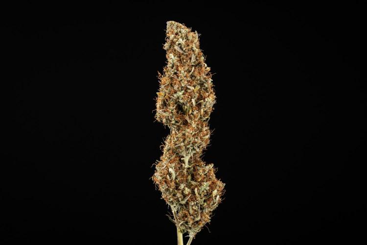 Gaia F1 - Farm #20. Week 9 - Gaia F1 - dry flower