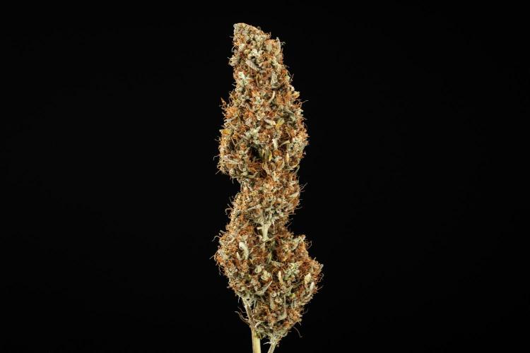 Gaia F1 - Farm #20. Week 9 - Gaia F1 - dry flower