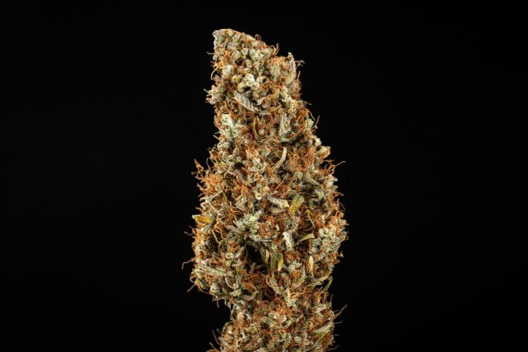 Gaia F1 - Farm #20. Week 9 - Gaia F1 - dry flower