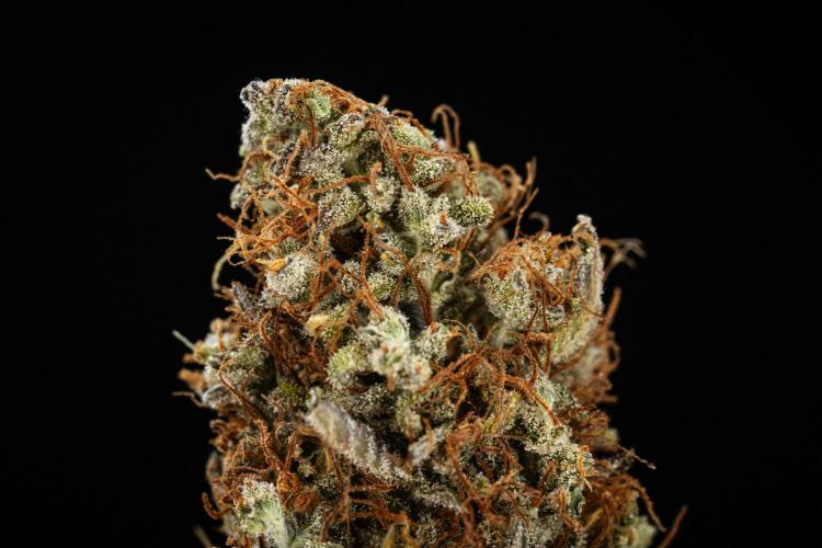 Gaia F1 - Farm #20. Week 9 - Gaia F1 - dry flower