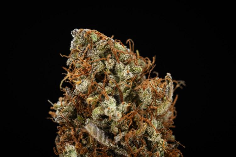 Gaia F1 - Farm #20. Week 9 - Gaia F1 - dry flower