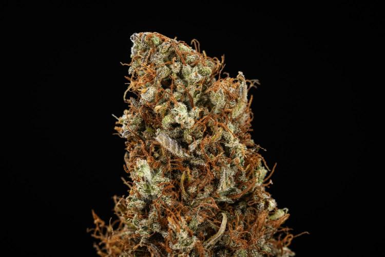 Gaia F1 - Farm #20. Week 9 - Gaia F1 - dry flower