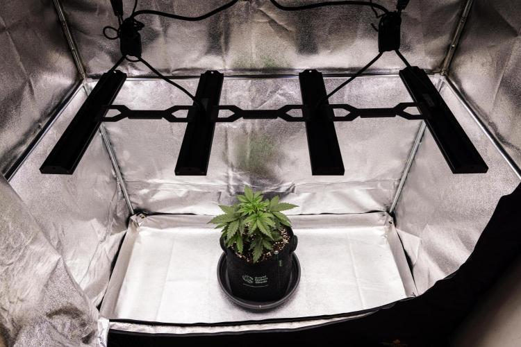 Royal Creamatic - Farm #21. Week 2 - Royal Creamatic - Day 14.