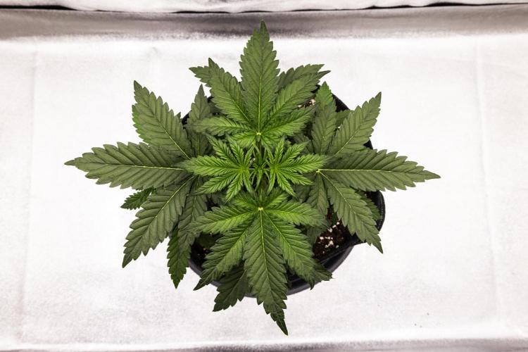 Royal Creamatic - Farm #21. Week 2 - Royal Creamatic - Day 14.