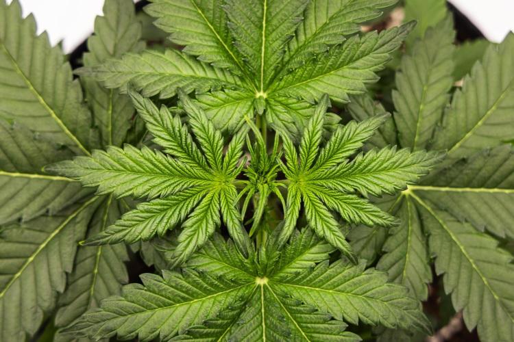 Royal Creamatic - Farm #21. Week 2 - Royal Creamatic - Day 14.