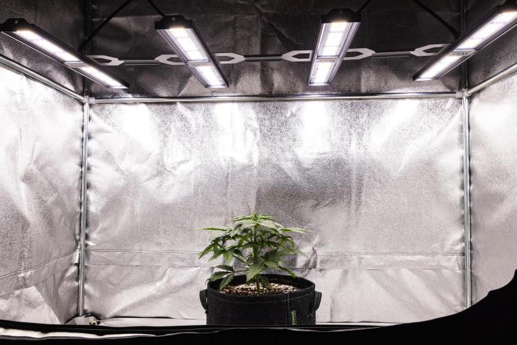 Royal Creamatic - Farm #21. Week 2 - Royal Creamatic - Day 14.