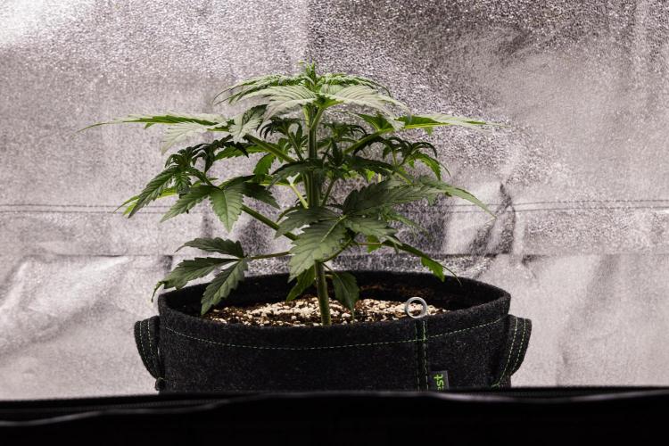 Royal Creamatic - Farm #21. Week 2 - Royal Creamatic - Day 14.