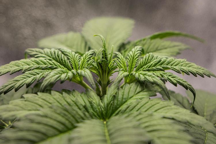 Royal Creamatic - Farm #21. Week 2 - Royal Creamatic - Day 14.