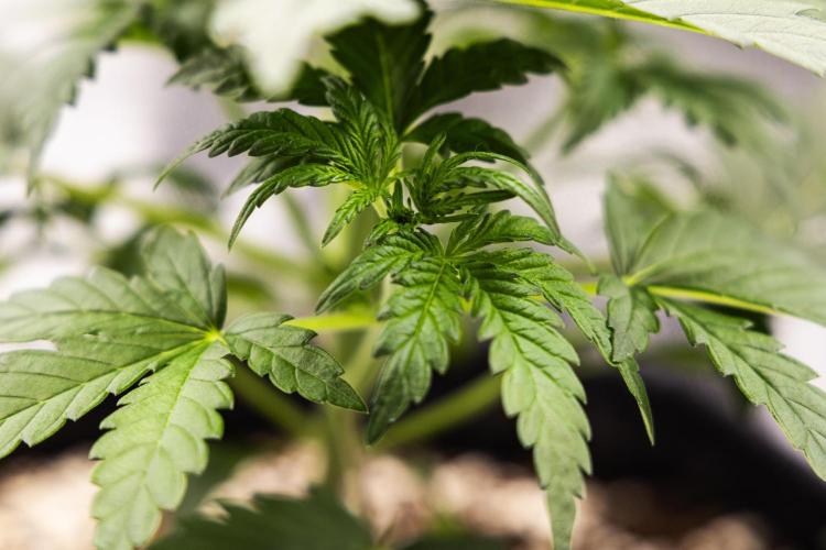 Royal Creamatic - Farm #21. Week 2 - Royal Creamatic - Day 14.