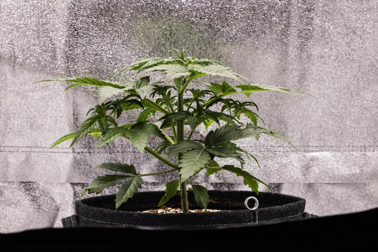 Royal Creamatic - Farm #21. Week 2 - Royal Creamatic - Day 14.