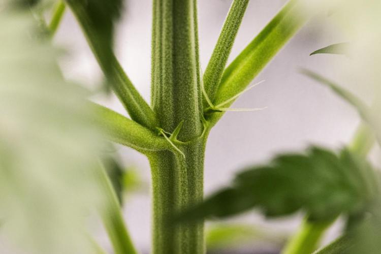 Royal Creamatic - Farm #21. Week 2 - Royal Creamatic - Day 14.