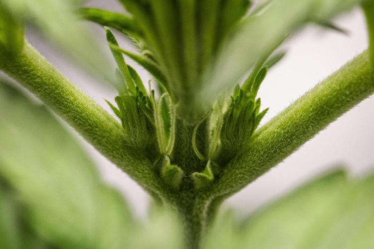 Royal Creamatic - Farm #21. Week 2 - Royal Creamatic - Day 14.