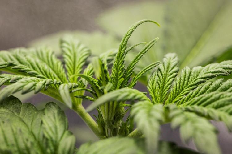 Royal Creamatic - Farm #21. Week 2 - Royal Creamatic - Day 14.