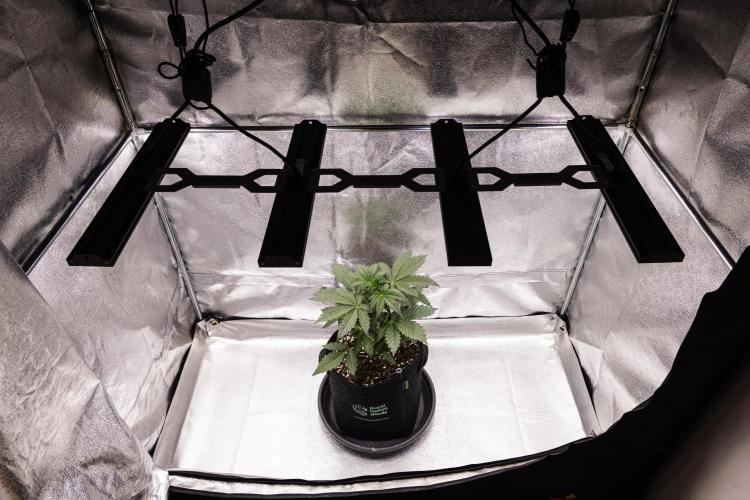 Sticky Queen - Farm #21. Week 2 - Sticky Queen - Day 14.