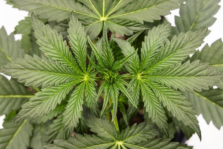 Sticky Queen - Farm #21. Week 2 - Sticky Queen - Day 14.