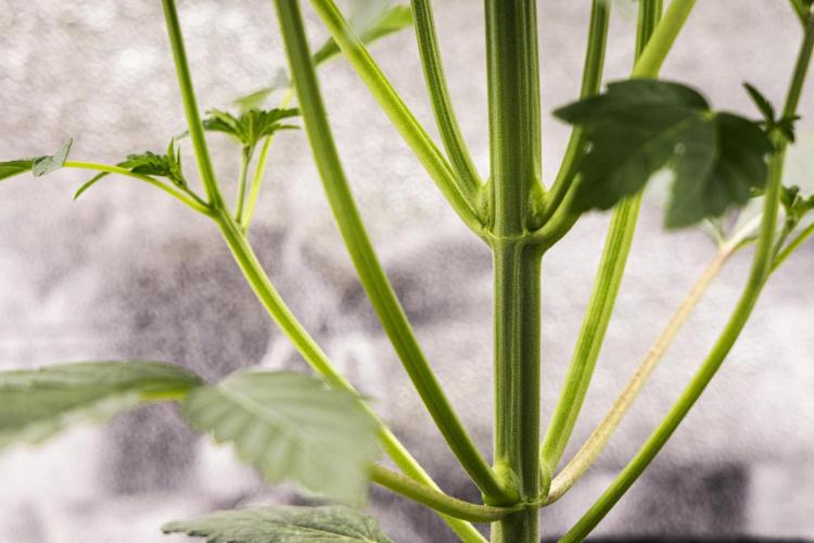 Sticky Queen - Farm #21. Week 2 - Sticky Queen - Day 14.