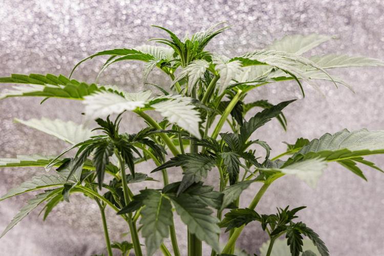 Sticky Queen - Farm #21. Week 2 - Sticky Queen - Day 14.