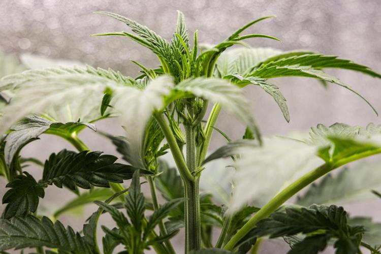 Sticky Queen - Farm #21. Week 2 - Sticky Queen - Day 14.