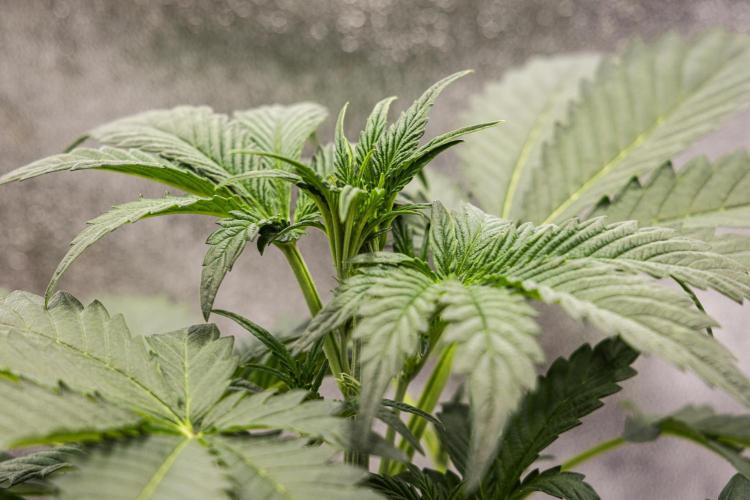 Sticky Queen - Farm #21. Week 2 - Sticky Queen - Day 14.