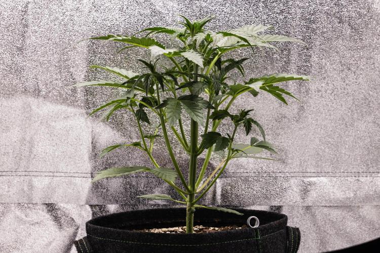 Sticky Queen - Farm #21. Week 2 - Sticky Queen - Day 14.