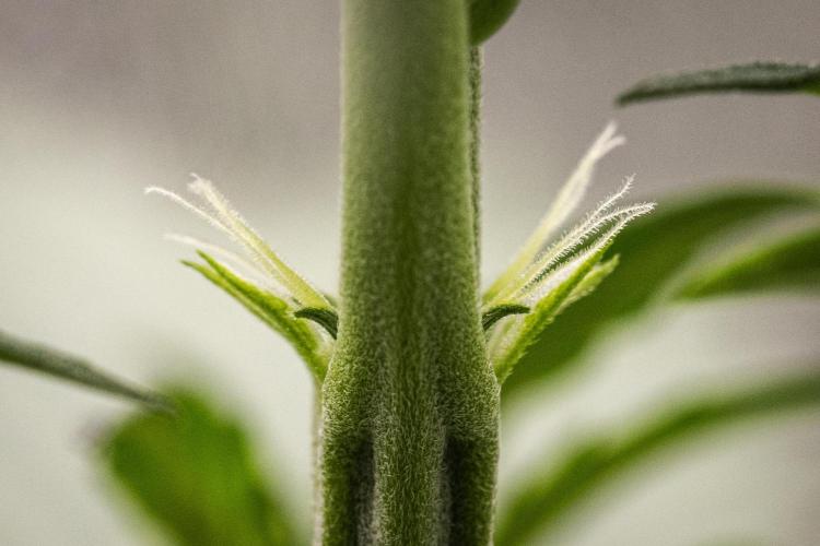 Sticky Queen - Farm #21. Week 2 - Sticky Queen - Day 14.