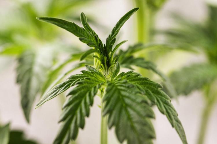 Sticky Queen - Farm #21. Week 2 - Sticky Queen - Day 14.