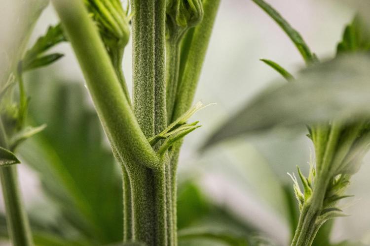 Sticky Queen - Farm #21. Week 2 - Sticky Queen - Day 14.