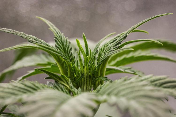 Sticky Queen - Farm #21. Week 2 - Sticky Queen - Day 14.