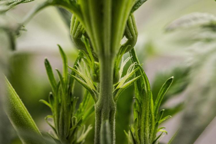 Sticky Queen - Farm #21. Week 2 - Sticky Queen - Day 14.