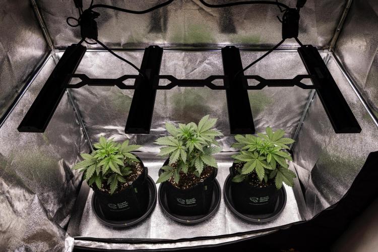 Tropicana Cookies Purple - Farm #21. Week 2 - Butterflies Little Farm - Week 2.