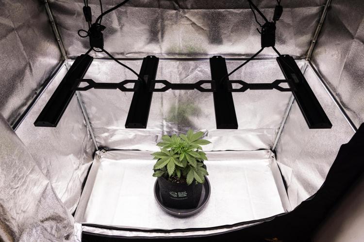 Tropicana Cookies Purple - Farm #21. Week 2 - Tropicana Cookies - Day 14.