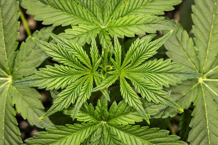 Tropicana Cookies Purple - Farm #21. Week 2 - Tropicana Cookies - Day 14.