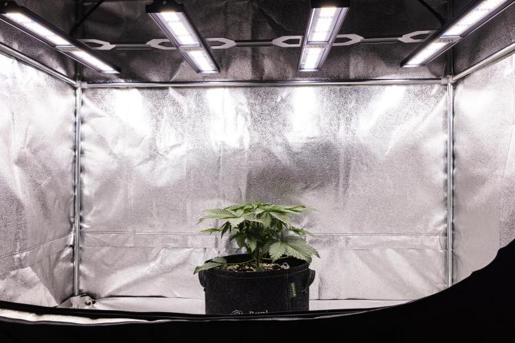 Tropicana Cookies Purple - Farm #21. Week 2 - Tropicana Cookies - Day 14.