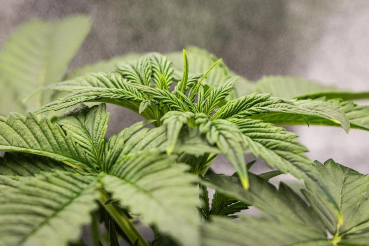 Tropicana Cookies Purple - Farm #21. Week 2 - Tropicana Cookies - Day 14.