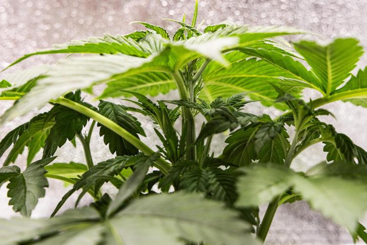 Tropicana Cookies Purple - Farm #21. Week 2 - Tropicana Cookies - Day 14.