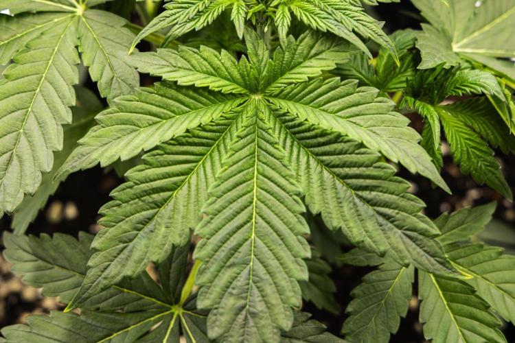 Tropicana Cookies Purple - Farm #21. Week 2 - Tropicana Cookies - Day 14.