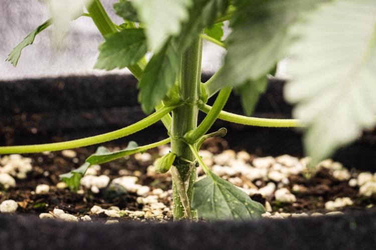 Tropicana Cookies Purple - Farm #21. Week 2 - Tropicana Cookies - Day 14.