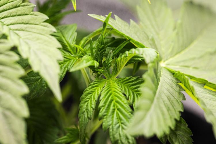 Tropicana Cookies Purple - Farm #21. Week 2 - Tropicana Cookies - Day 14.