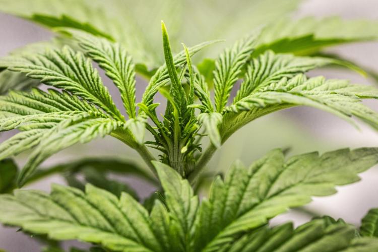 Tropicana Cookies Purple - Farm #21. Week 2 - Tropicana Cookies - Day 14.