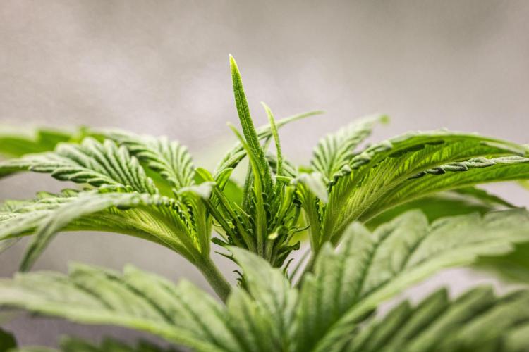 Tropicana Cookies Purple - Farm #21. Week 2 - Tropicana Cookies - Day 14.